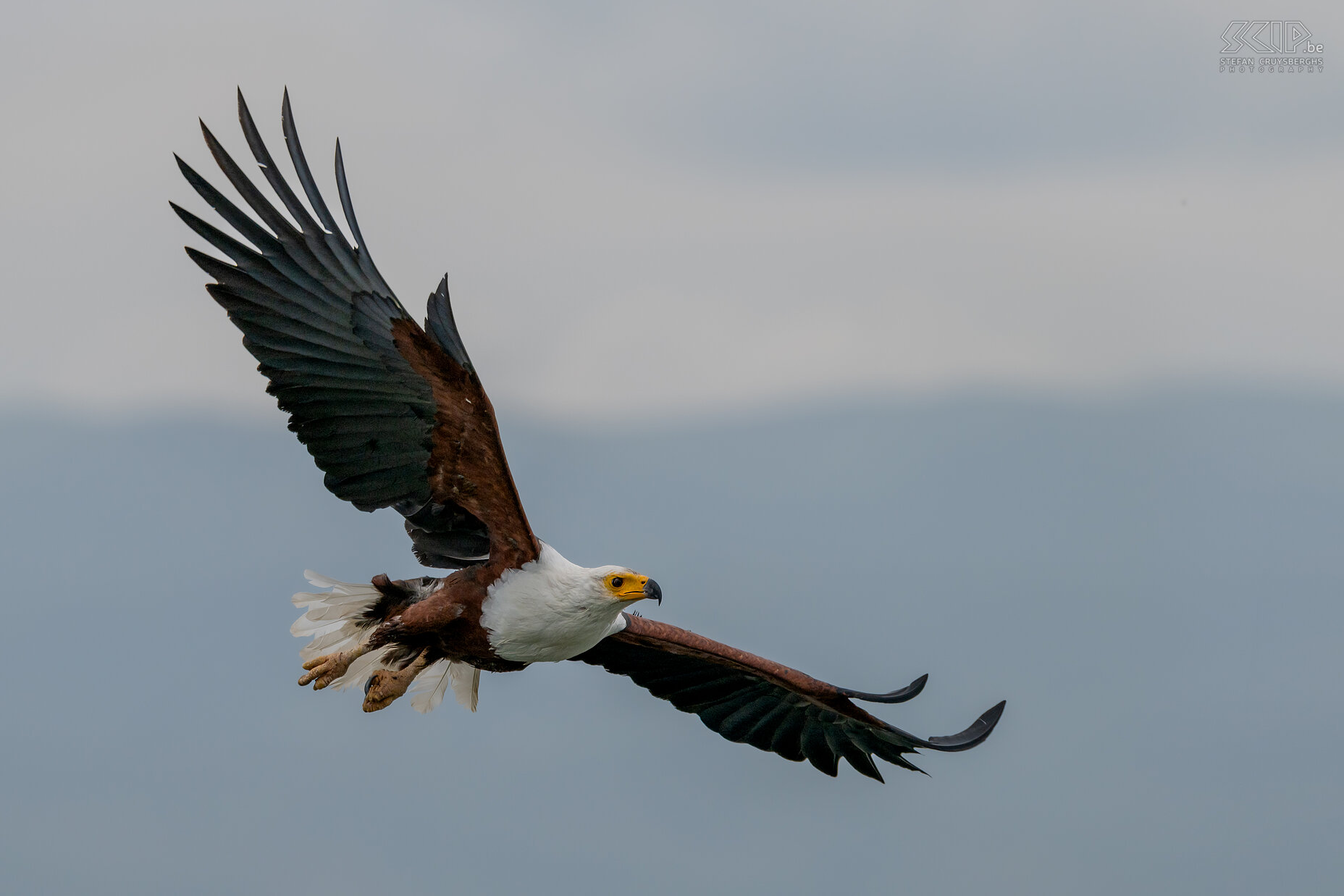 Lake Naivasha - Afrikaanse zeearend African fish eagle / Icthyophaga vocifer, vroeger Haliaeetus vocifer  Stefan Cruysberghs